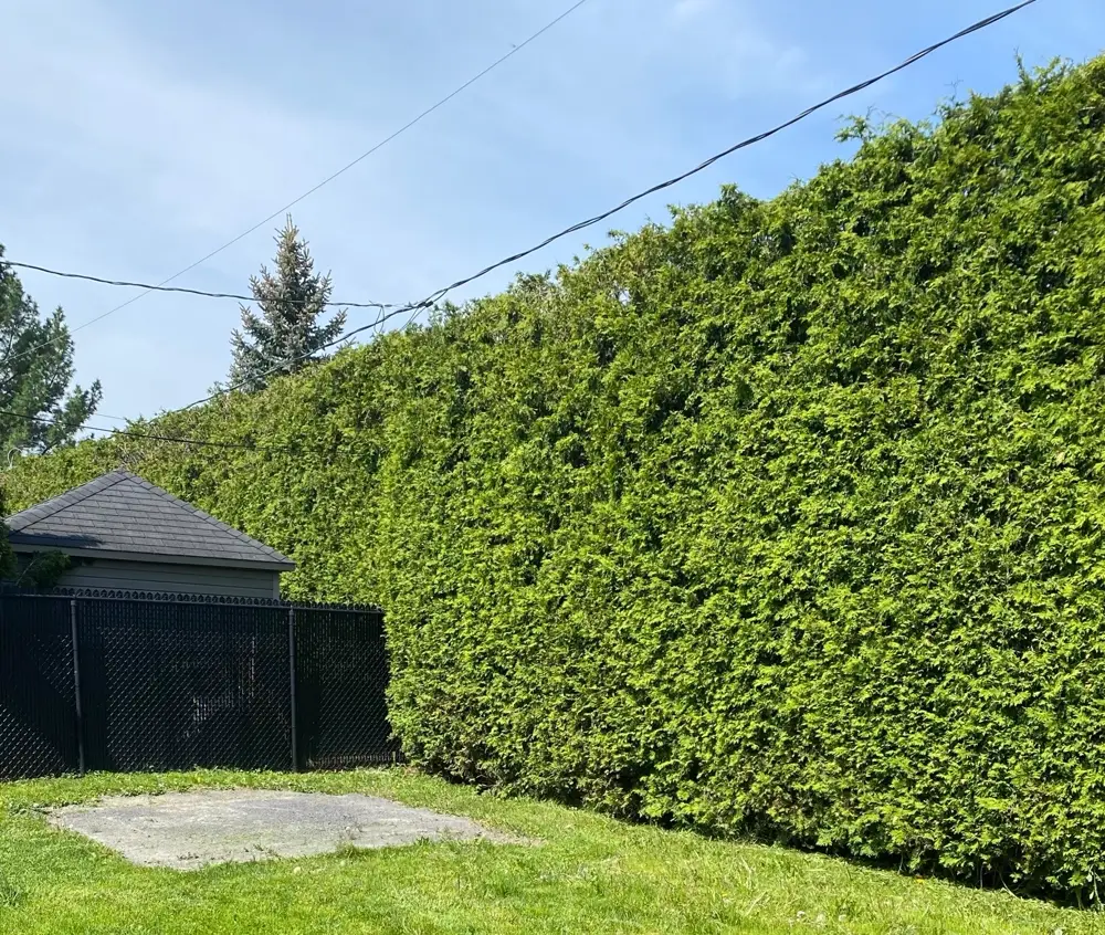Haie de cèdres taillée au cordeau devant une pelouse verte