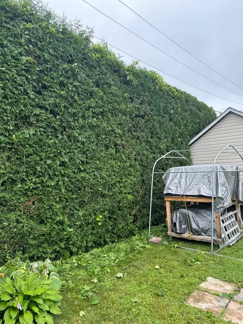 Haie de cèdres à hauteur maîtrisée