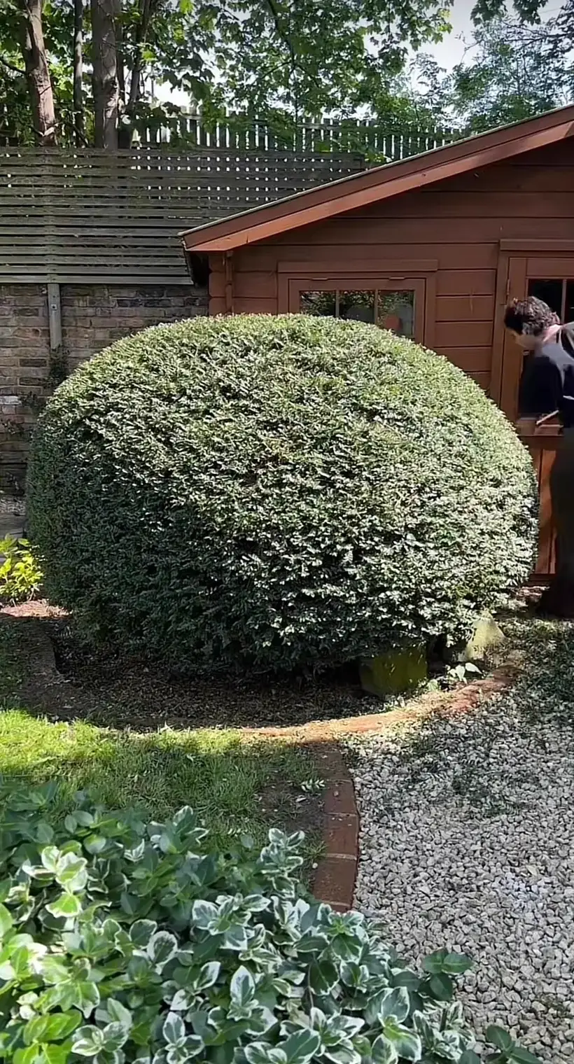 Même arbuste taillé en boule après intervention